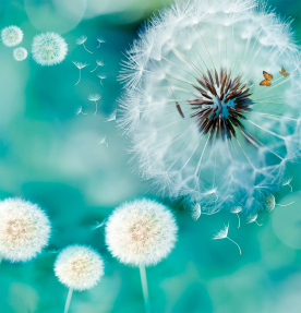Одуванчики