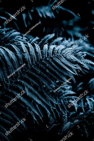 Листья папоротника