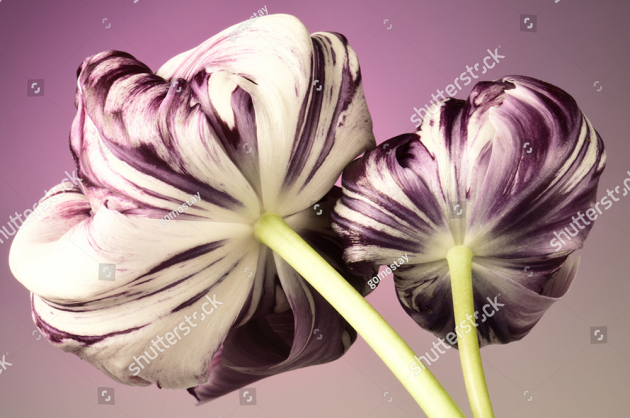 Большие тюльпаны