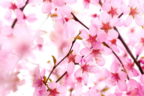 Цветущая сакура