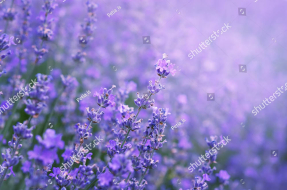 Цветущая лаванда