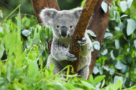 Коала