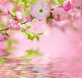 Цветы сакуры над водой