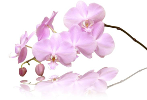 Картини Ніжні орхідеї