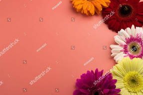 Разноцветные герберы