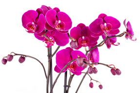 Яркие орхидеи