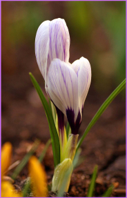 Первые крокусы