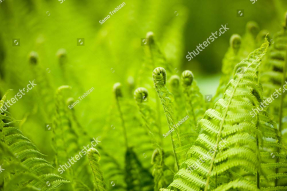 Папоротник