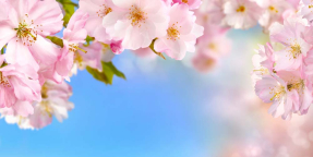 Розовые цветы вишни