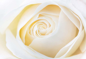 Роза крупным планом