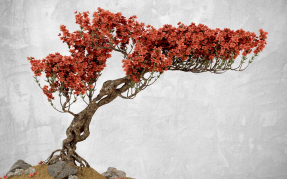 Дерево на горе