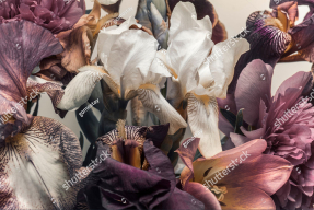 Композиция с ирисами