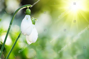 Подснежники