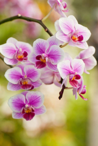 Ветка мелких орхидей