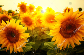 Подсолнухи на закате