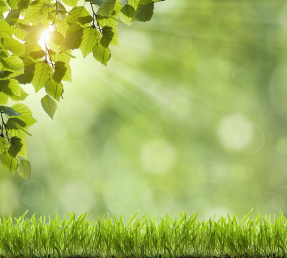 Солнечная трава