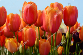 Цветущие тюльпаны