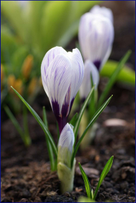 Первые крокусы