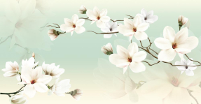 Ветки магнолии