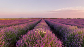 Поле лаванды