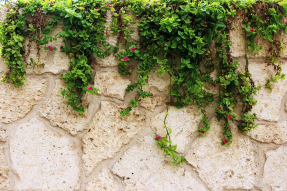 Листья на камнях