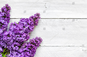 Сирень на дереве