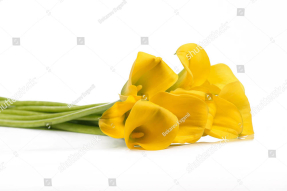 Желтые каллы