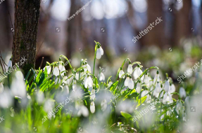 Подснежники в лесу