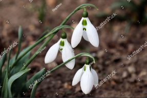 Лесные подснежники