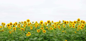 Поле подсолнухов