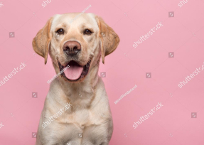 Веселый лабрадор