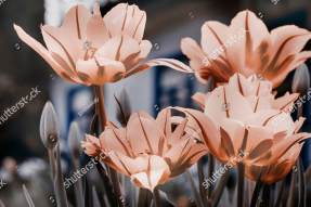 Кремовые тюльпаны