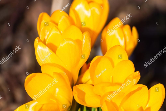 Желтые крокусы