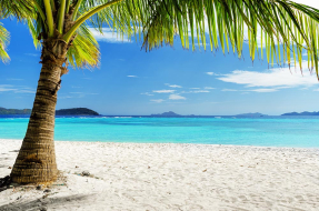 Пляж с пальмой