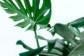 Листья монстеры