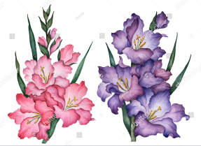 Акварельные гладиолусы