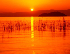 Осока в воде