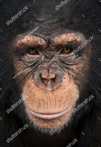 Шимпанзе