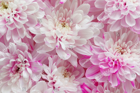 Розовые хризантемы