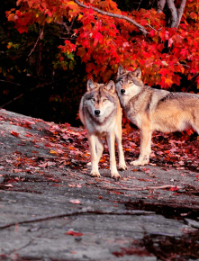 Картины Волки в осеннем лесу