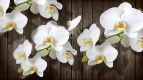 Орхидеи белые