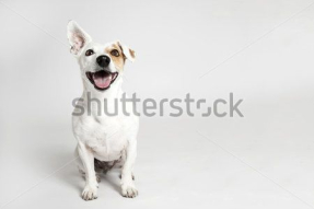 Джек-рассел-терьер