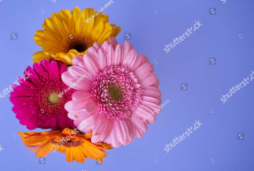 Разноцветные герберы