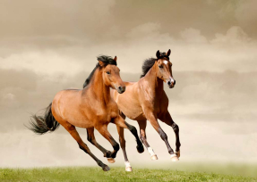 Пара лошадей