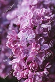 Пышная сирень