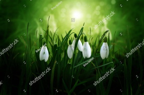 Подснежники