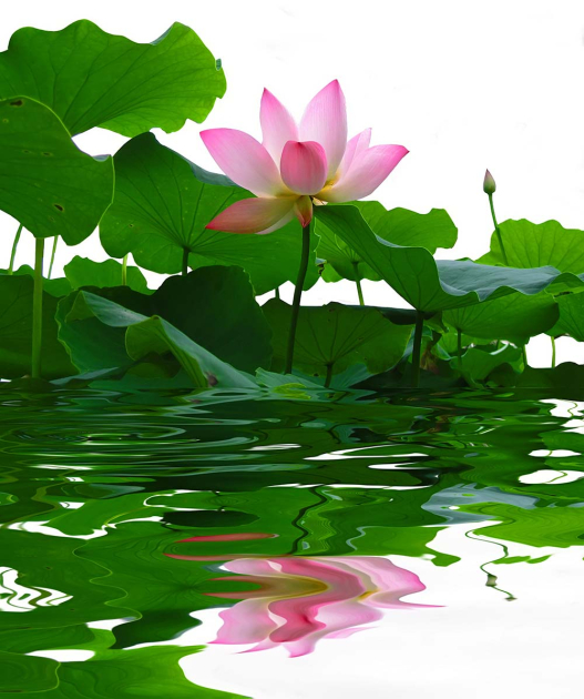 Лотос в листьях