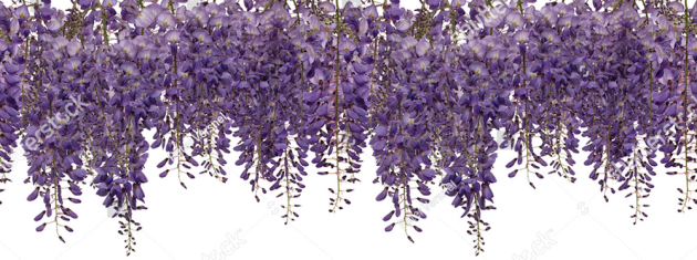 Свисающая глициния