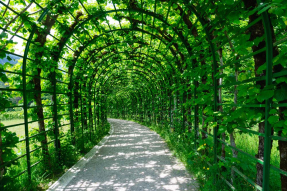 Живая изгородь