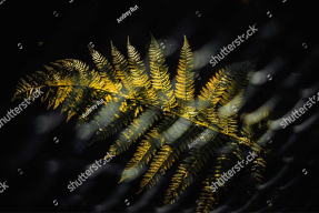 Желтый листок